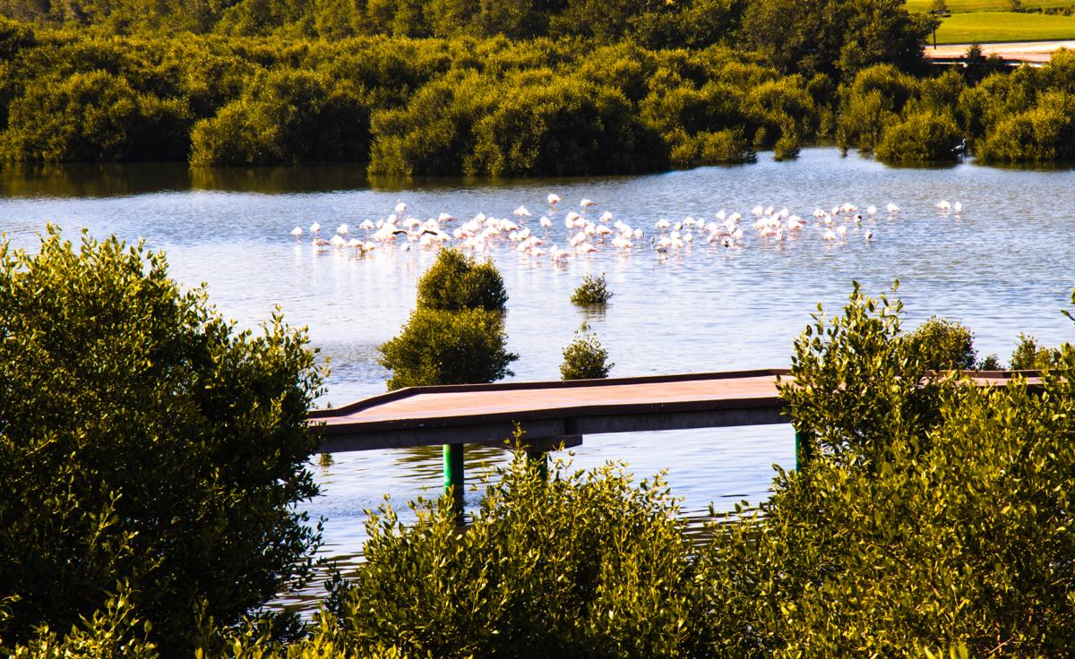 Bird in natural habitat