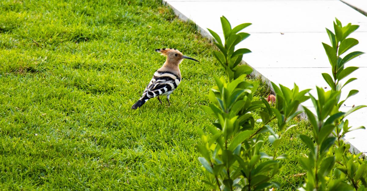 Bird perched on branch