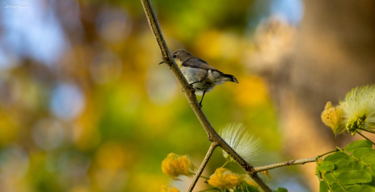 Bird amongst foliage
