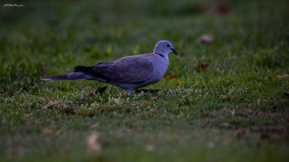 Bird in natural setting