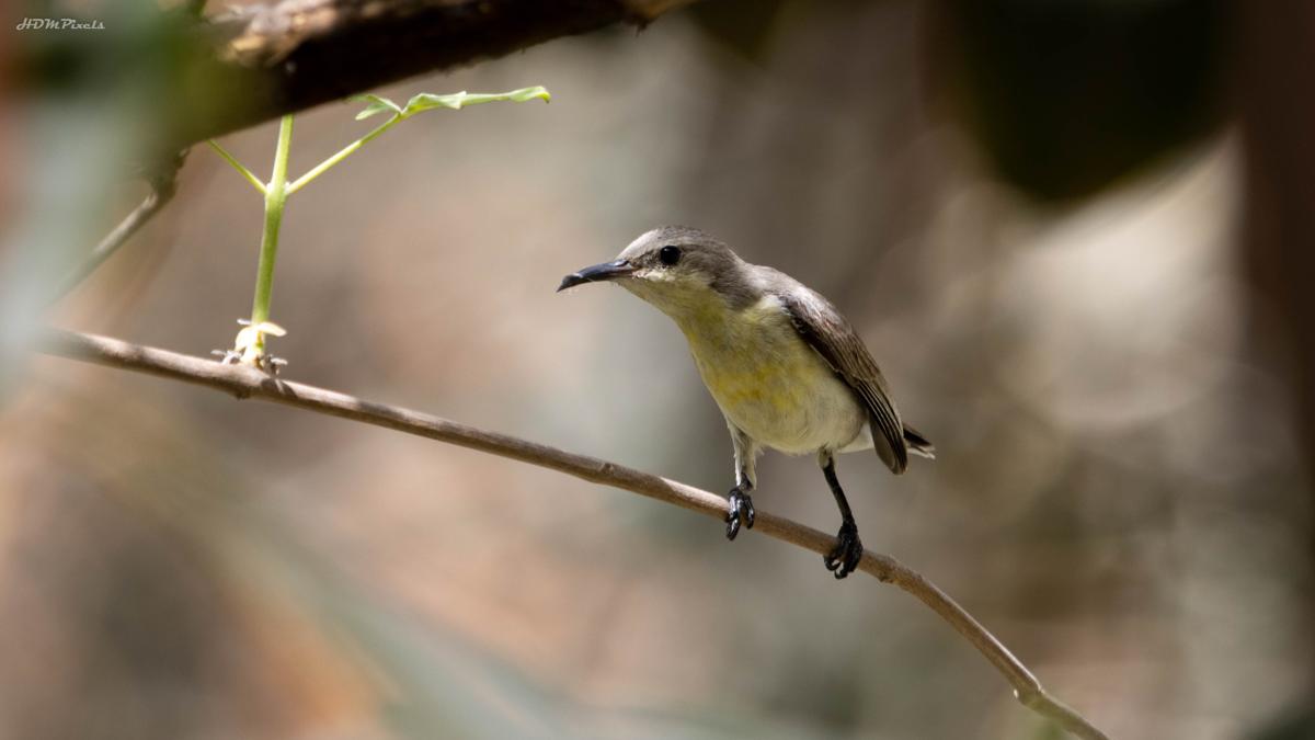Bird wildlife capture